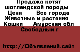 Продажа котят шотландской породы › Цена ­ - - Все города Животные и растения » Кошки   . Амурская обл.,Свободный г.